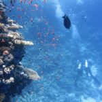 divers-underwater-ocean-swim-68767