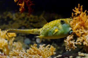 sea-nature-ocean-fish