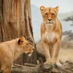 africa-21787_1920